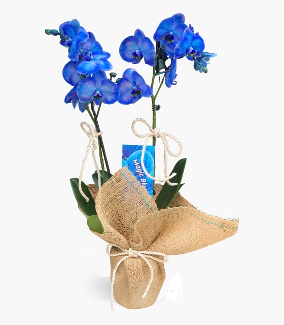 Mavi Çift Dal Orkide