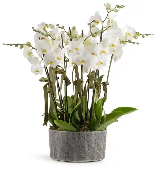 10 DAL BEYAZ ORKİDE SERAMİK 