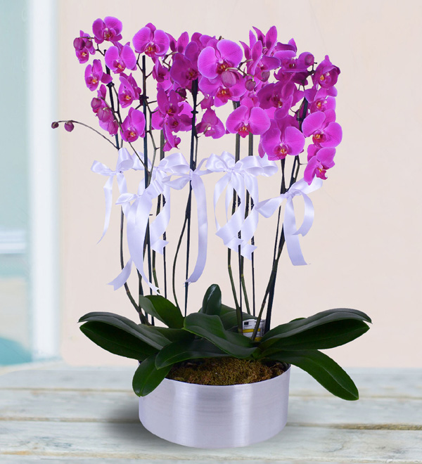 8 Dal Mor Orkide